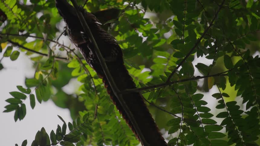 Pangolin climbs on tree branch