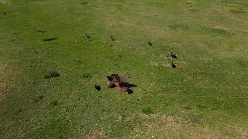 Vultures on a field eating from a dead animal carcass