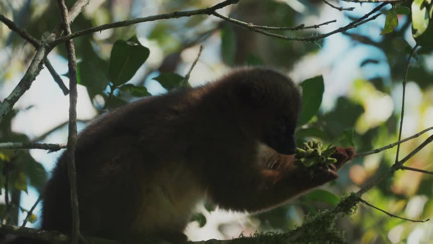 A lemur on a tree branch is eating a fruit