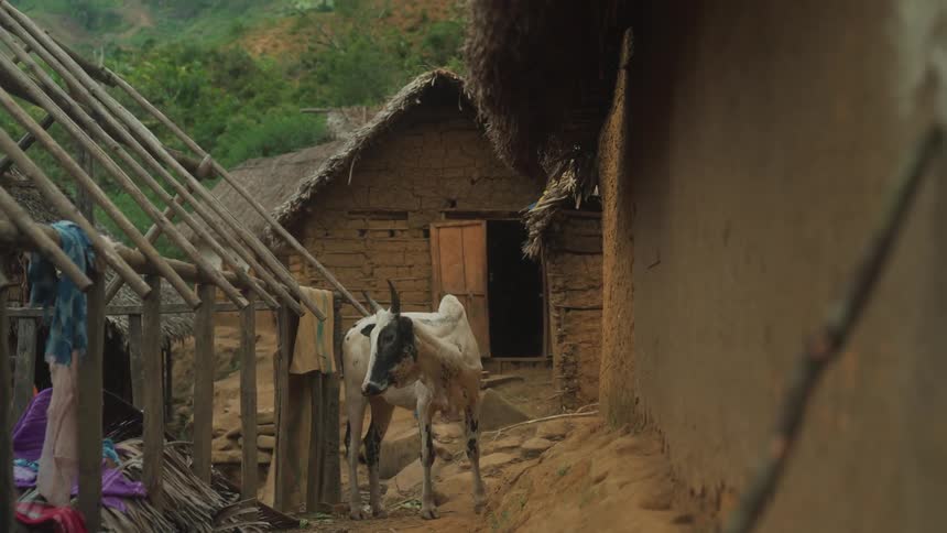 Thin cow amidst cabins