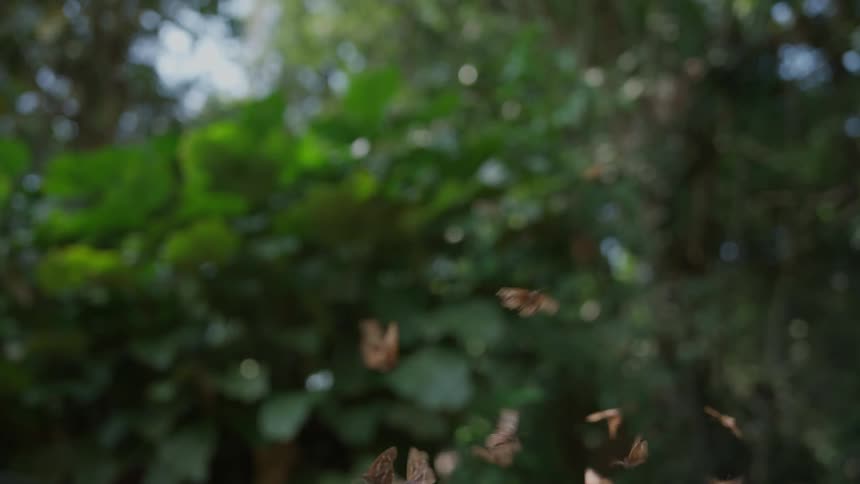 Butterflies of the same species flying in nature