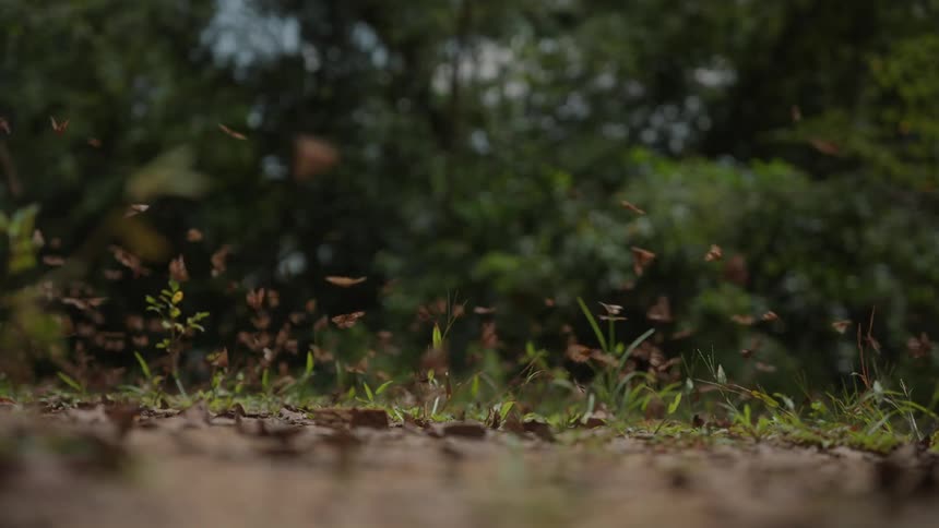 Brown butterflies flying near the ground in the forest