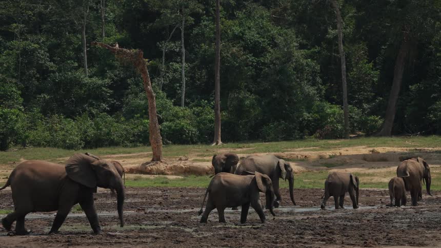 Herd of elephants walking across a muddy field in the late afternoon on a nature preserve with a green forest line in the background