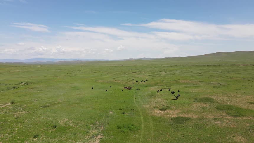 A field of plain green grass and some birds laying around