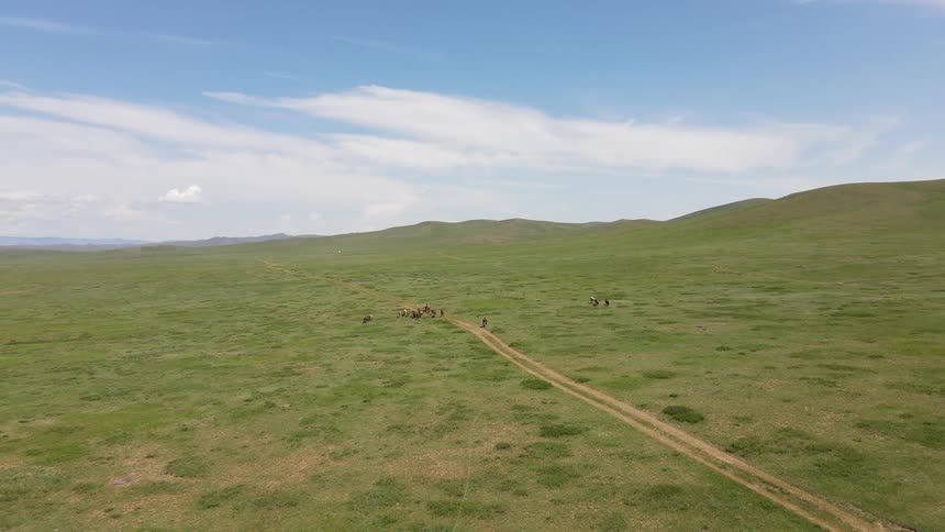 Aerial panorama of a grassland with running animals