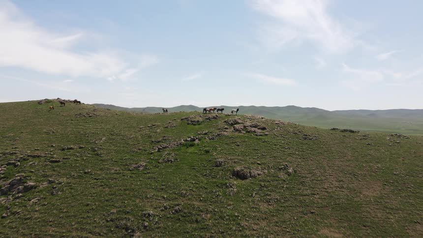 Herd of horses stands on hill top across hilly valley from mountains on a cloudy day