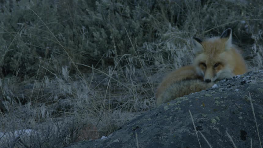 A fox lying in the meadow at dusk