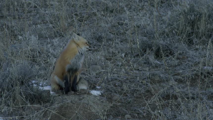 A red fox with white patches in a rugged terrain with low light