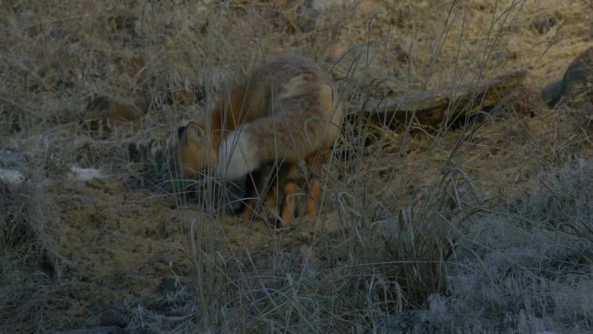 A fox sniffing the ground