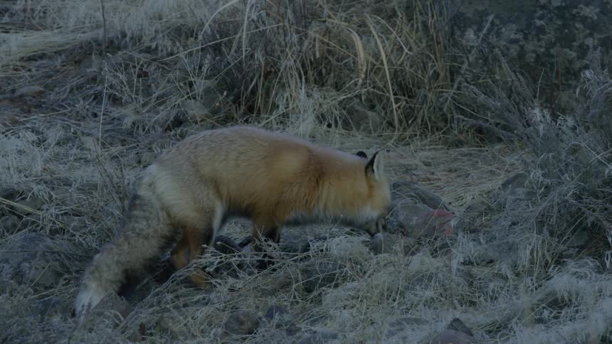 A fox in the wild