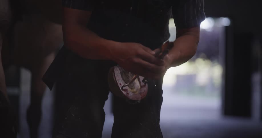 A farrier puts a redhot horseshoe on a horse