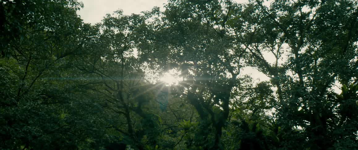 Sunlight passes through the leaves of trees in the forest