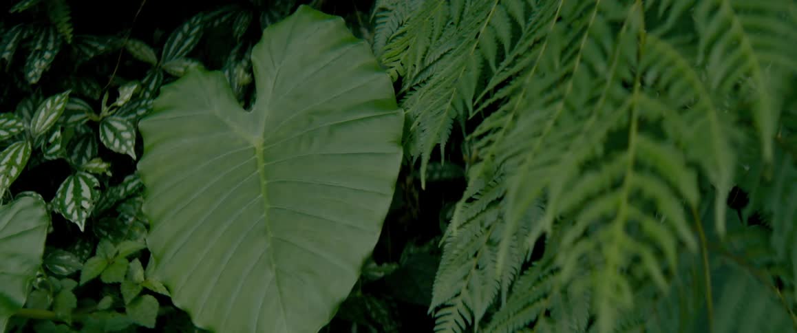A group of green and white plants and leaves