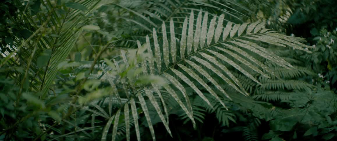 Forest plants bathed in sunlight