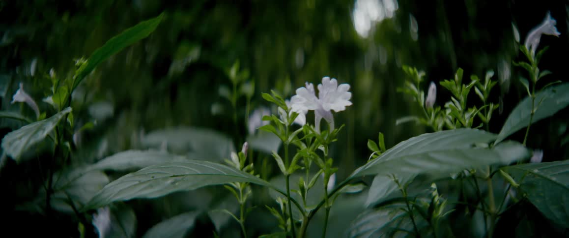 A close up clip of a plant