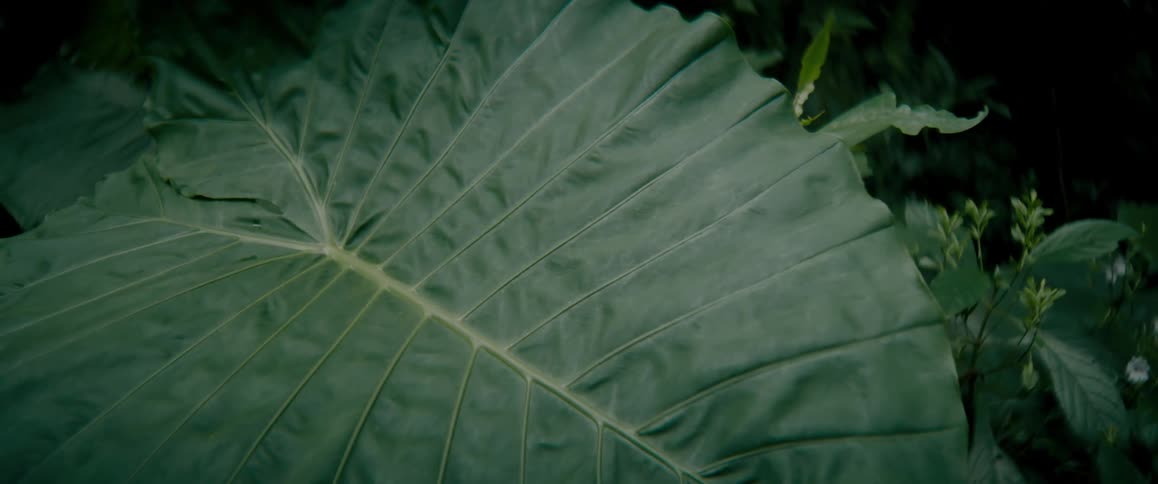 Large green leaf of a tropical plant