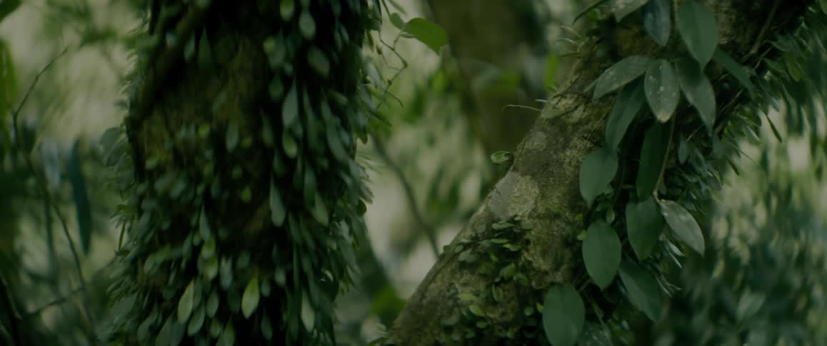 Green leaves growing on the trunk of trees in the forest