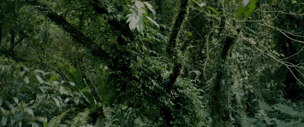 Vines grow on trees among green tropical plants in the rainforest