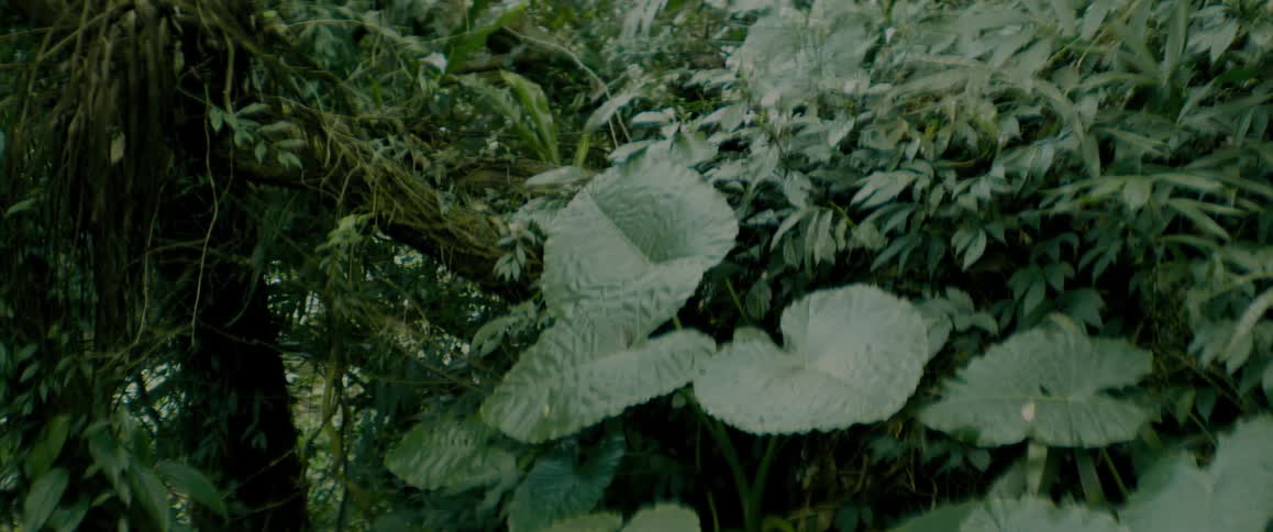 A close up clip of plants in the forest