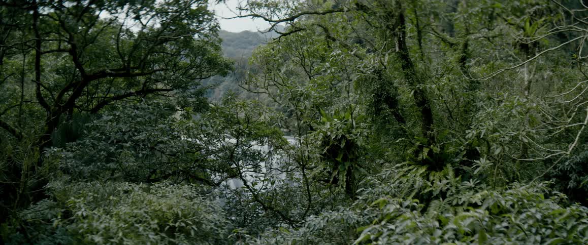 Trees in front of a waterfall in the wilderness