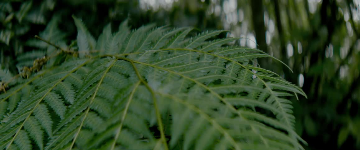 Close up of a fern in the forest