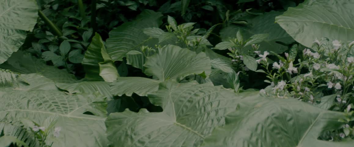 Plants with big wide leaves