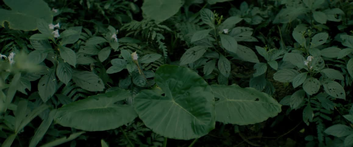 A close up clip of a plant in the forest
