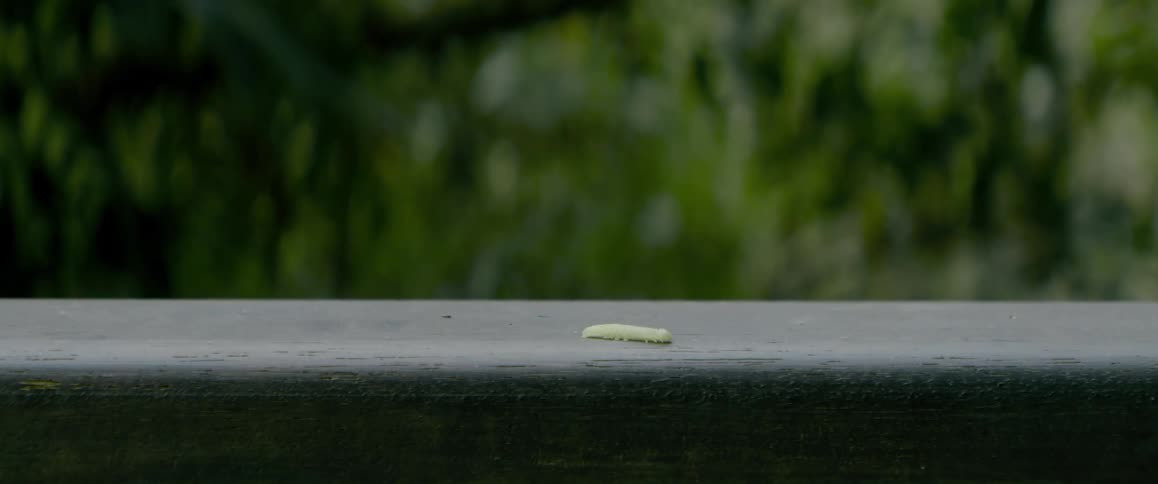 Green caterpillar walking on top of wood