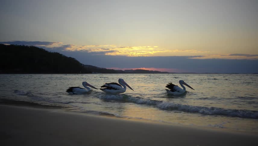 Pelicans enter the sea along the beach during sunset