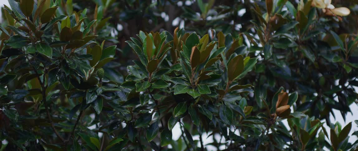 A garden with leaves on a snowy day