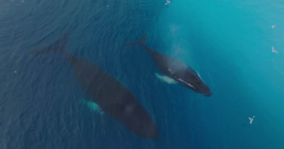 Whales swimming in the blue arctic sea near the icy shore