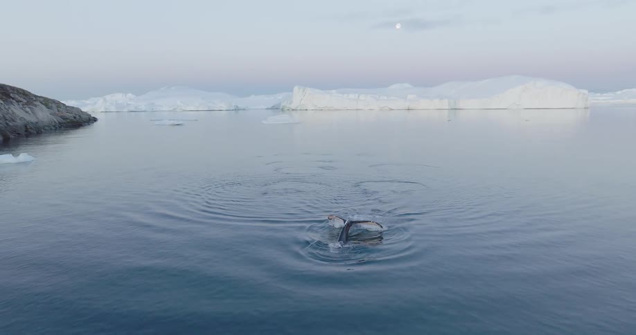Whale spouts then submerges in arctic water near coast