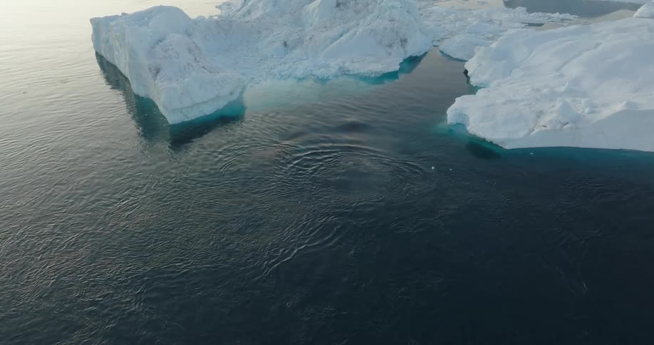 Aerial view of whales swimming next to icebergs at sunset