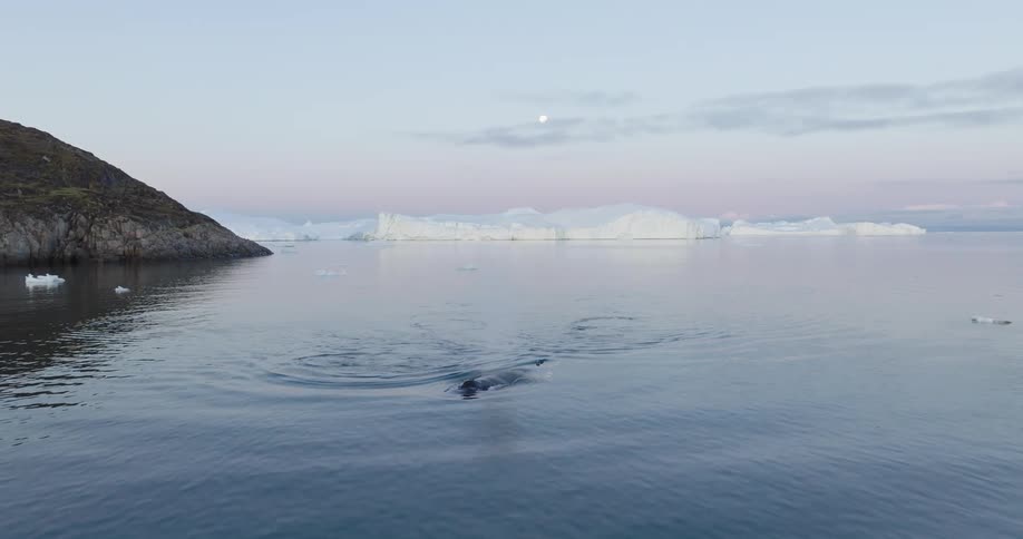 Whale swimming near icebergs floating in the ocean