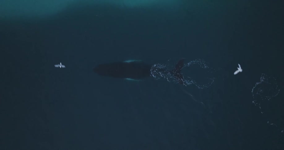 Aerial of whale swimming in the arctic sea near the frozen coast