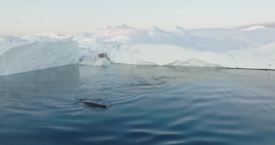 View of whales in the midst of the sea surrounded by glaciers under a morning sky
