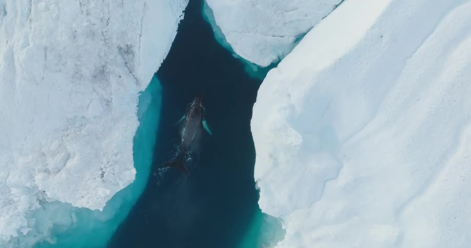 Whale surfaces briefly while swimming through gap in iceberg
