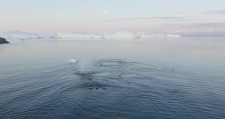 Marine whales in the midst of the sea with glaciers around