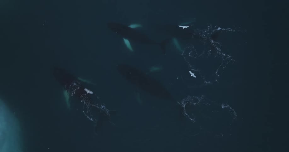 Birds fly over the whales by the ice