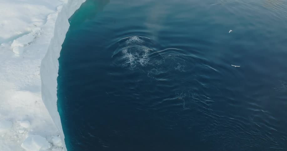 Aerial view of whales in the midst of the sea surrounded by glaciers