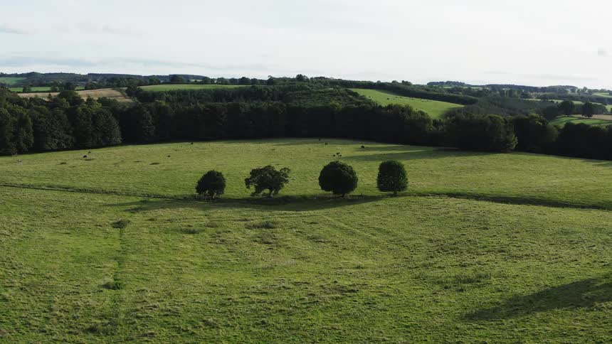 A field area with green grasses and four trees standing tall