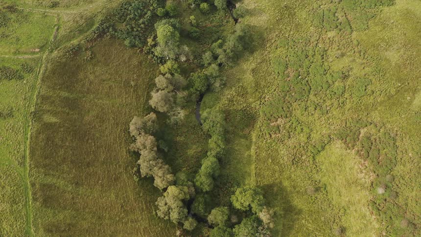 A meadow in a grass field