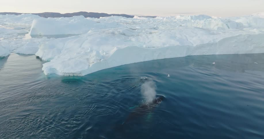 An aerial clip of a whale swimming the arctic