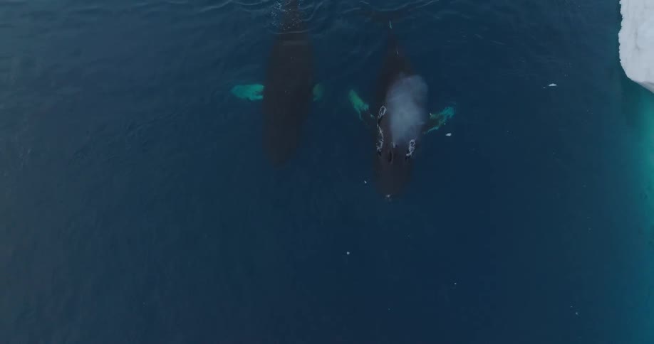 Birds are flying around the whales underwater