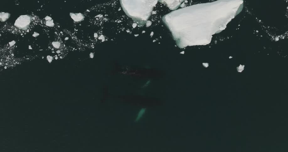 Marine animals swimming in the sea with glaciers