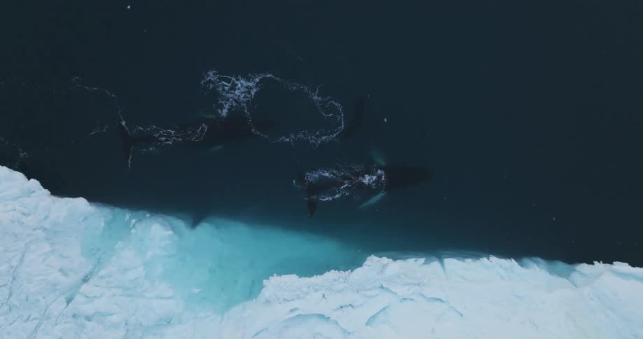 Aerial view of whales swimming in the sea next to glaciers