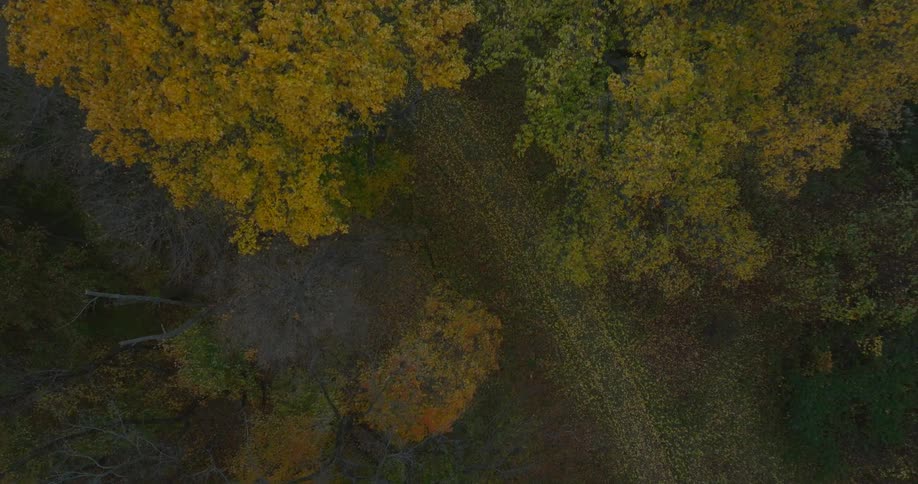A grassy path across a forest
