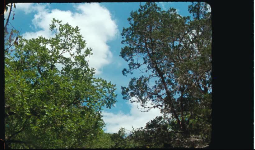 Trees in the forest in front of white clouds in the sky