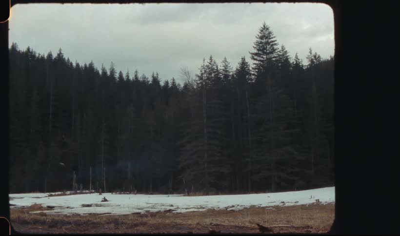 A forest during winter season filled with tall trees