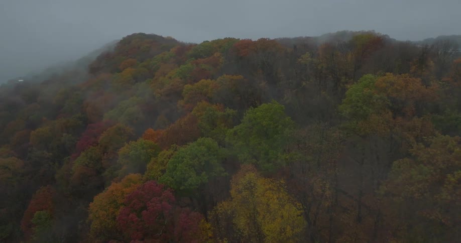 Many trees in a forest leaves changing into fall colors
